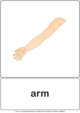 Bildkarte - arm.pdf